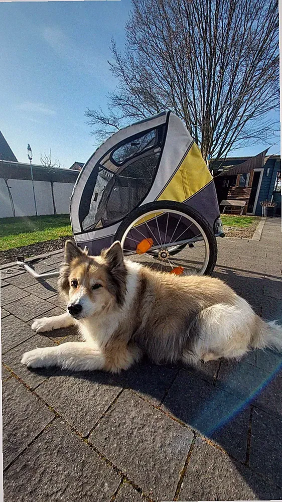 Trixie Fahrrad-Anhänger für den Hund, Größe M